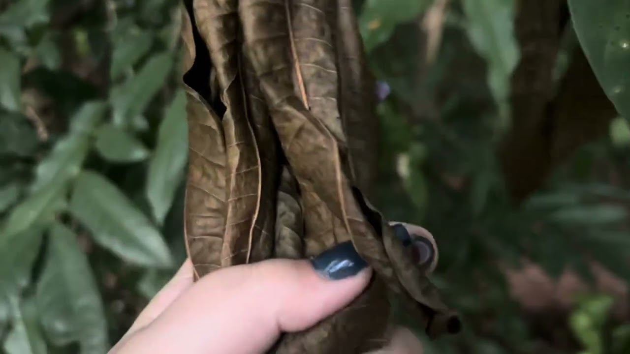 ASMR pela natureza e sonos de boca com tapping nas plantas