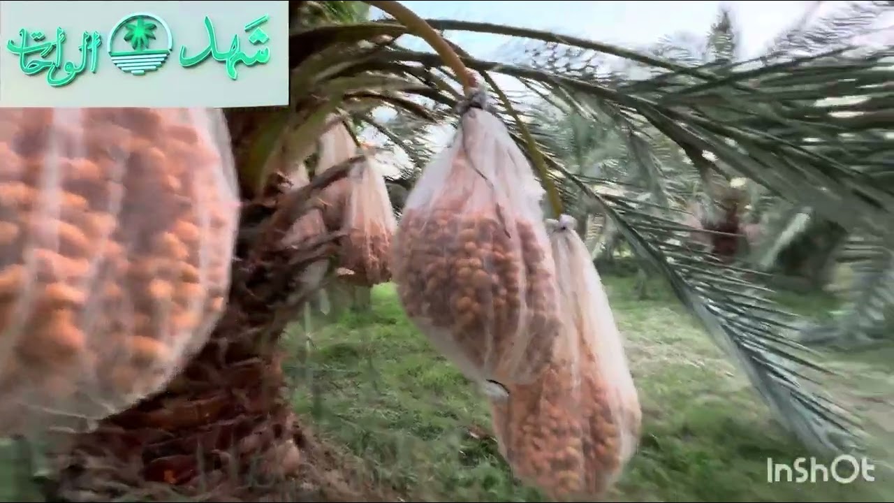أسعار محصول الصعيدي السنه دي مفاجئة موسم 2025 موسم خير إن شاء الله 