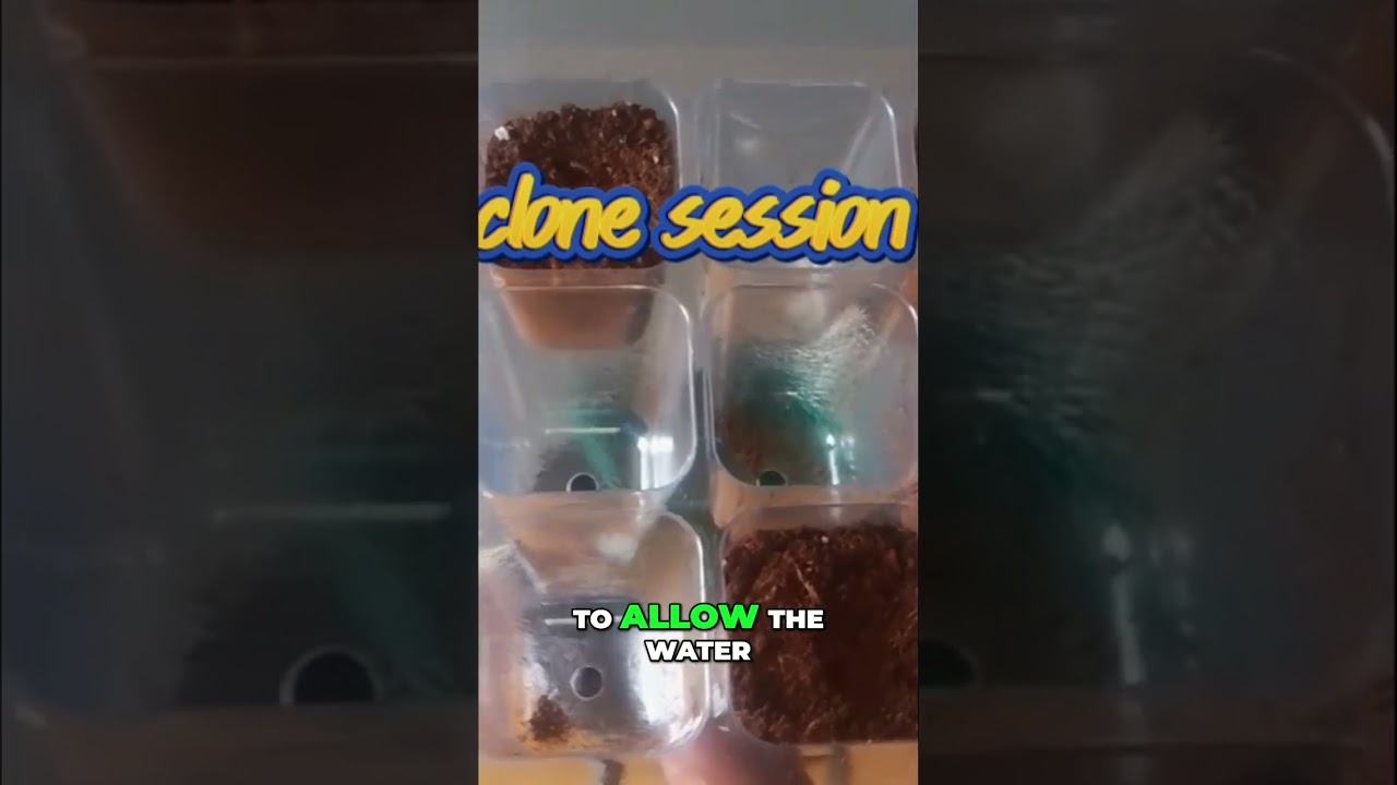 Master the Art of Cloning: Easy Techniques 🌱✂️