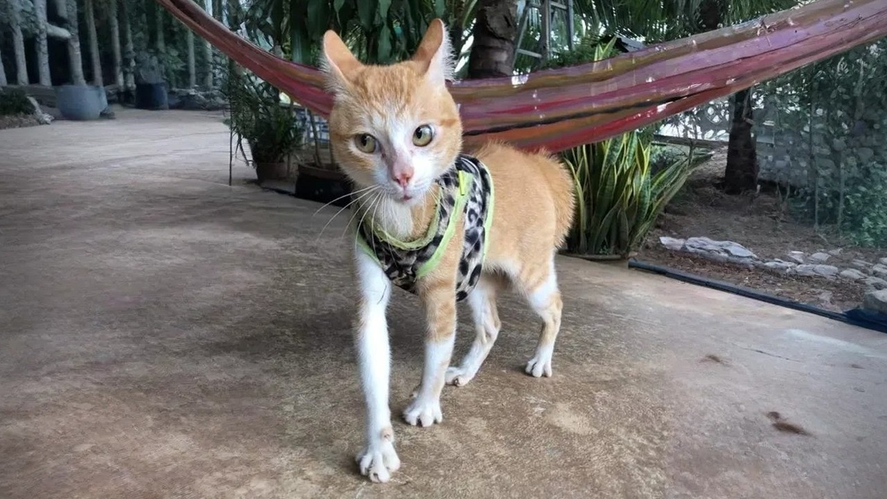 Когда Бог решает, что тебе нужен самый смешной кот на свете 😂 Смешные видео с котами 2026