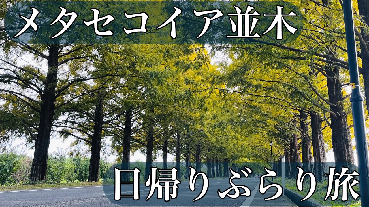 【滋賀】日帰りぶらり旅〜メタセコイア並木【高島】