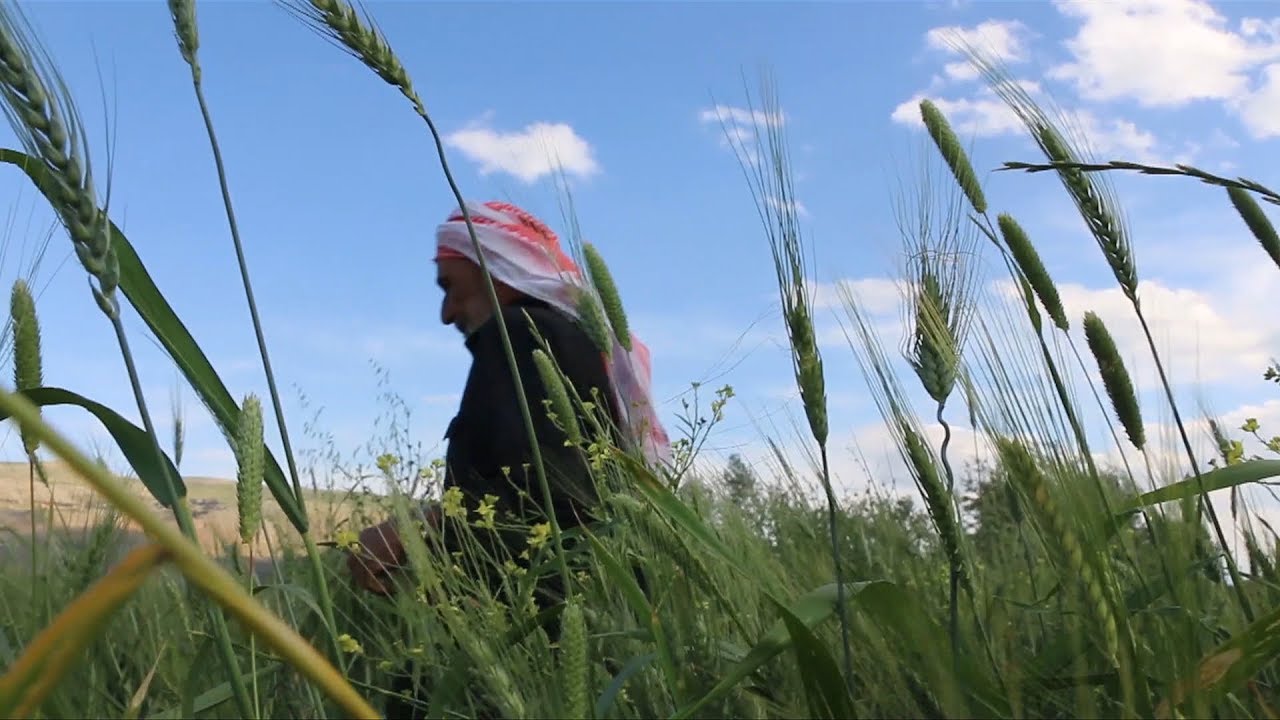 مزارعو سهل الغاب يشتكون من آفة صدأ القمح