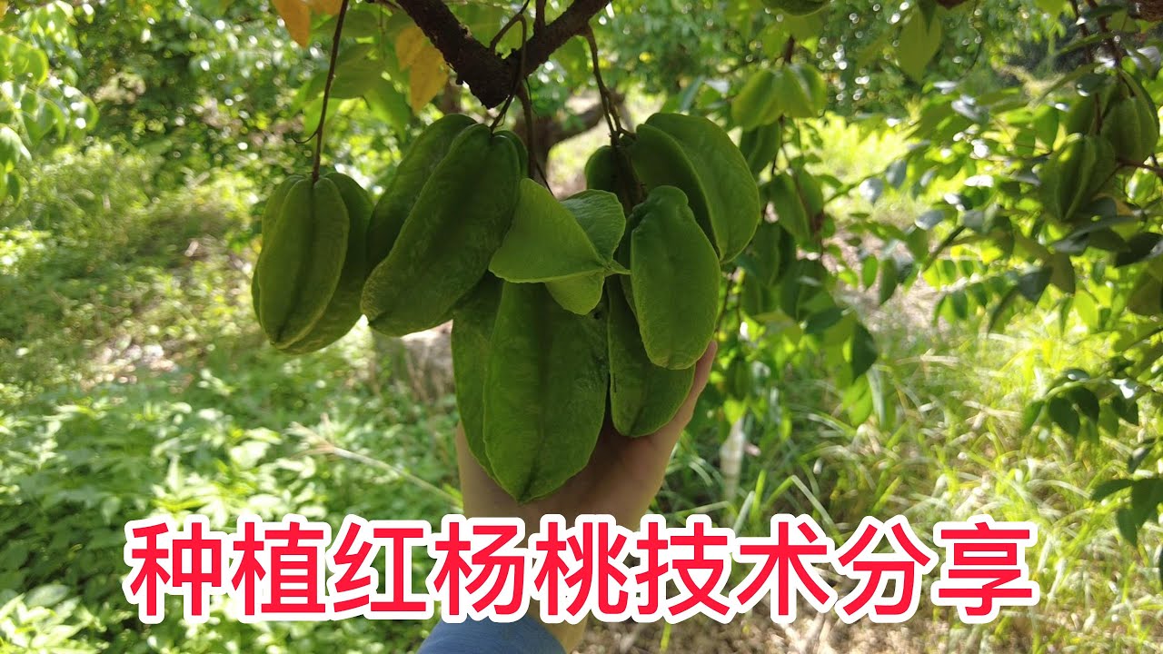 種植紅楊桃技术分享：1矮化修剪回縮，2打藥套袋，3施肥  Those things about planting red carambola: dwarf pruning and retraction