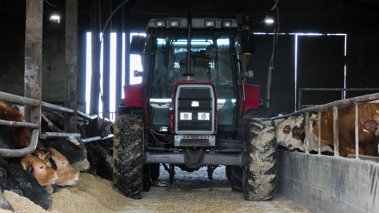 ✔️ROZPOCZYNAMY SEZON 2024!!✔️ | 🔥CODZIENNE OBOWIĄZKI W GR PLAVAC🔥 | Massey Ferguson & Class w Akcji!
