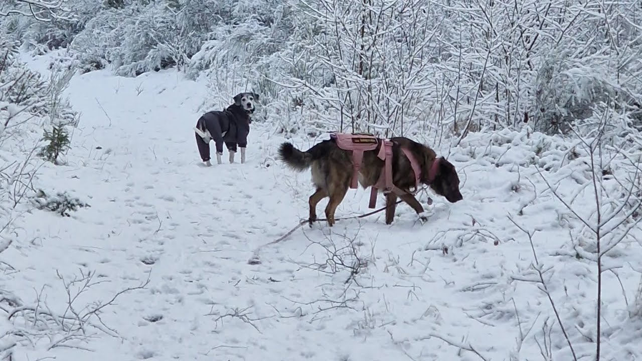 Today's Walk 05-01-2026 :)