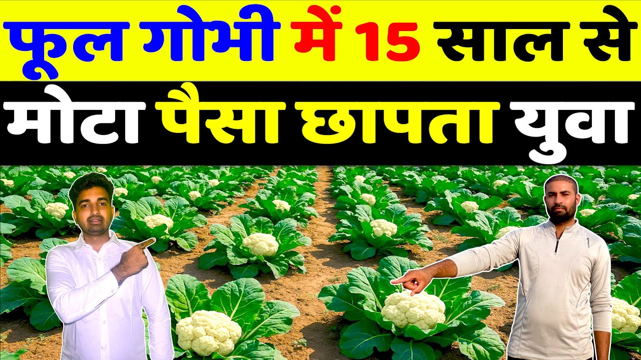 फूलगोभी में मोटी कमाई Phool Gobhi Ki Kheti। Cauliflower Farming।Phool Gobhi Ki Nursery