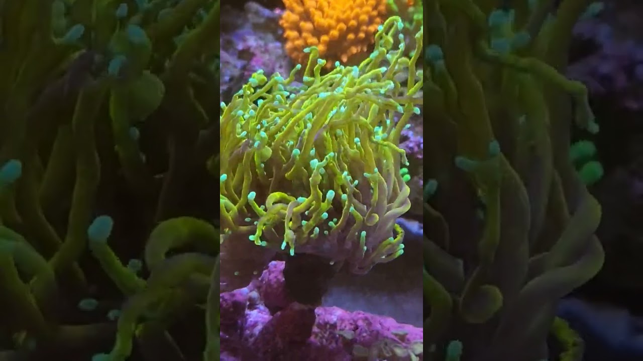 Golden torch coral Dragon Soul