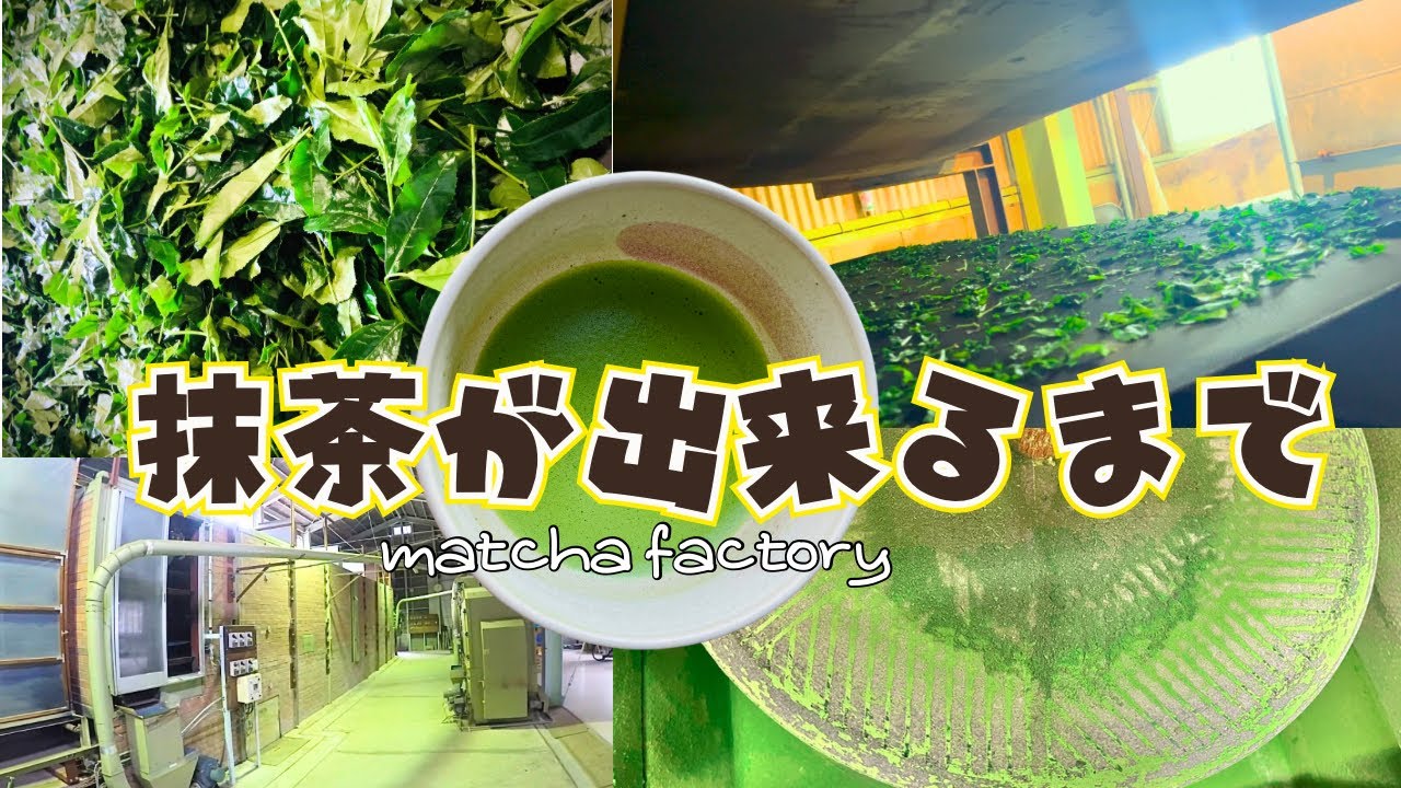 抹茶が出来るまで（碾茶）matcha factory （tencha）【日本茶基礎7】