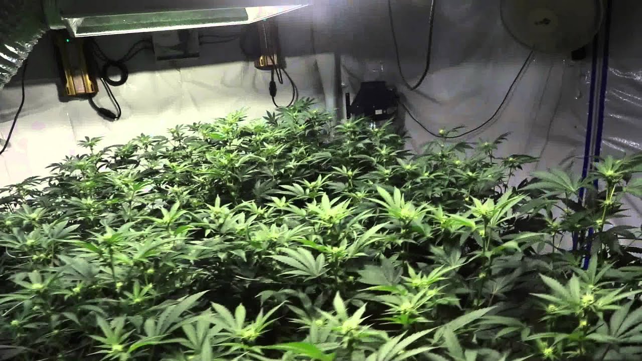 4,000 Watt Forum Cut Girl Scout Cookies Day 16 of Flower (Cookie Jar Grow)