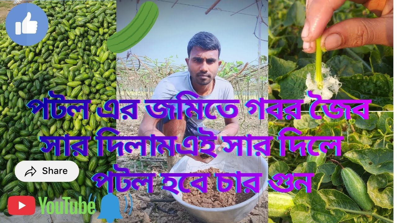 👉🥒পটল এর জমিতে গোরর সার দিলাম #farming #viralvideo #ajoygarden 