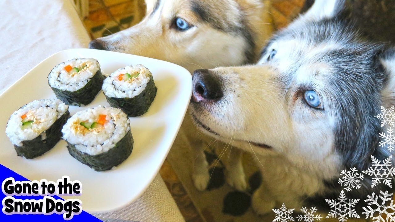 How to Make Sushi for Dogs 🍣 DIY Dog Treats