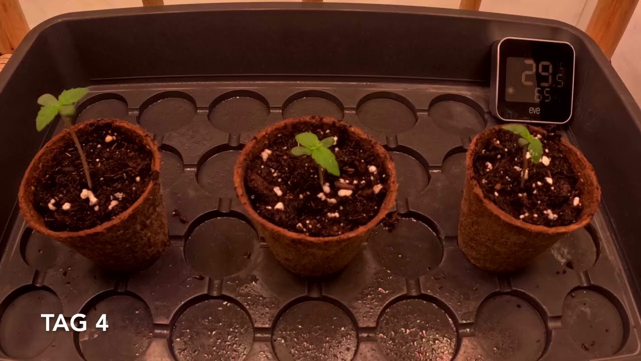 1. Woche Cannabis Zeitraffer - Royal Runtz Automatic | SANlight EVO 4 - 80