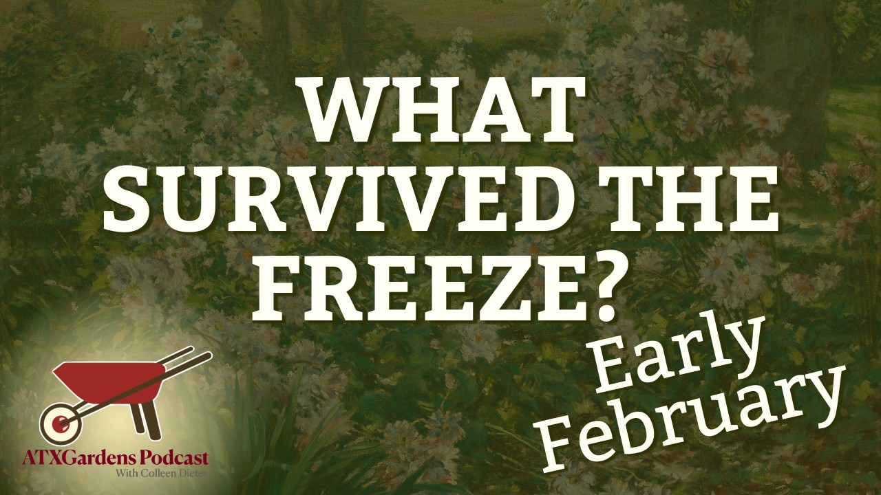 What to Do in your Central Texas Garden (Feb 1-15) ICE STORM EDITION