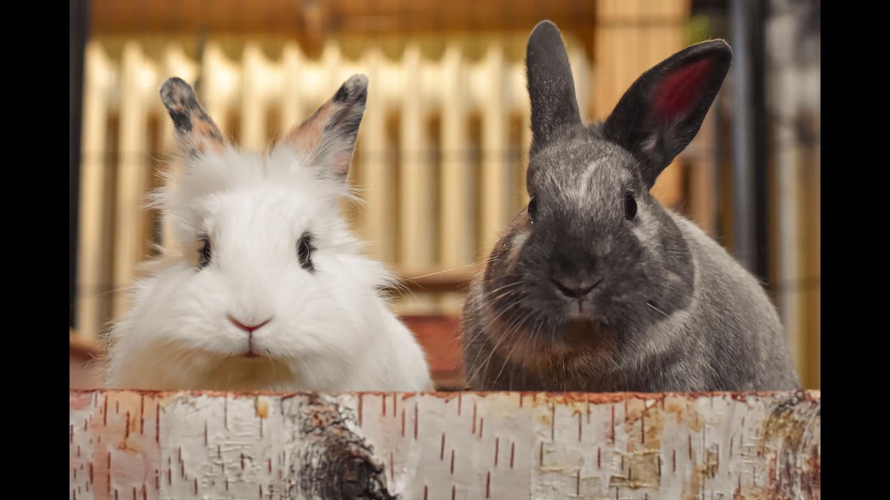 Rabbits as Indoor Pets in the Philippines