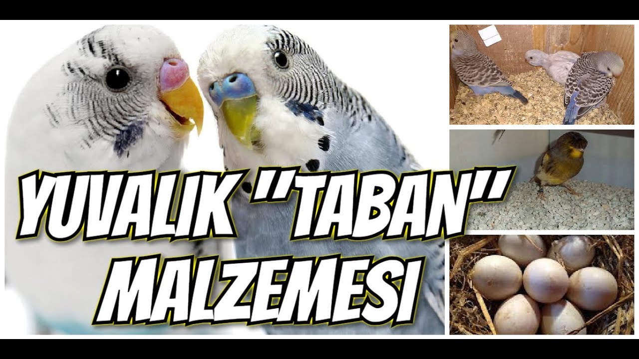 YUVALIK İÇİNE TABAN MALZEMESİ NE KULLANMALIYIZ ?? 🦜 🐦 🐤 👍