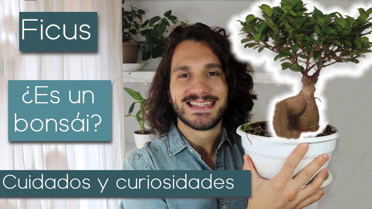 🌳 Cuidados de FICUS 