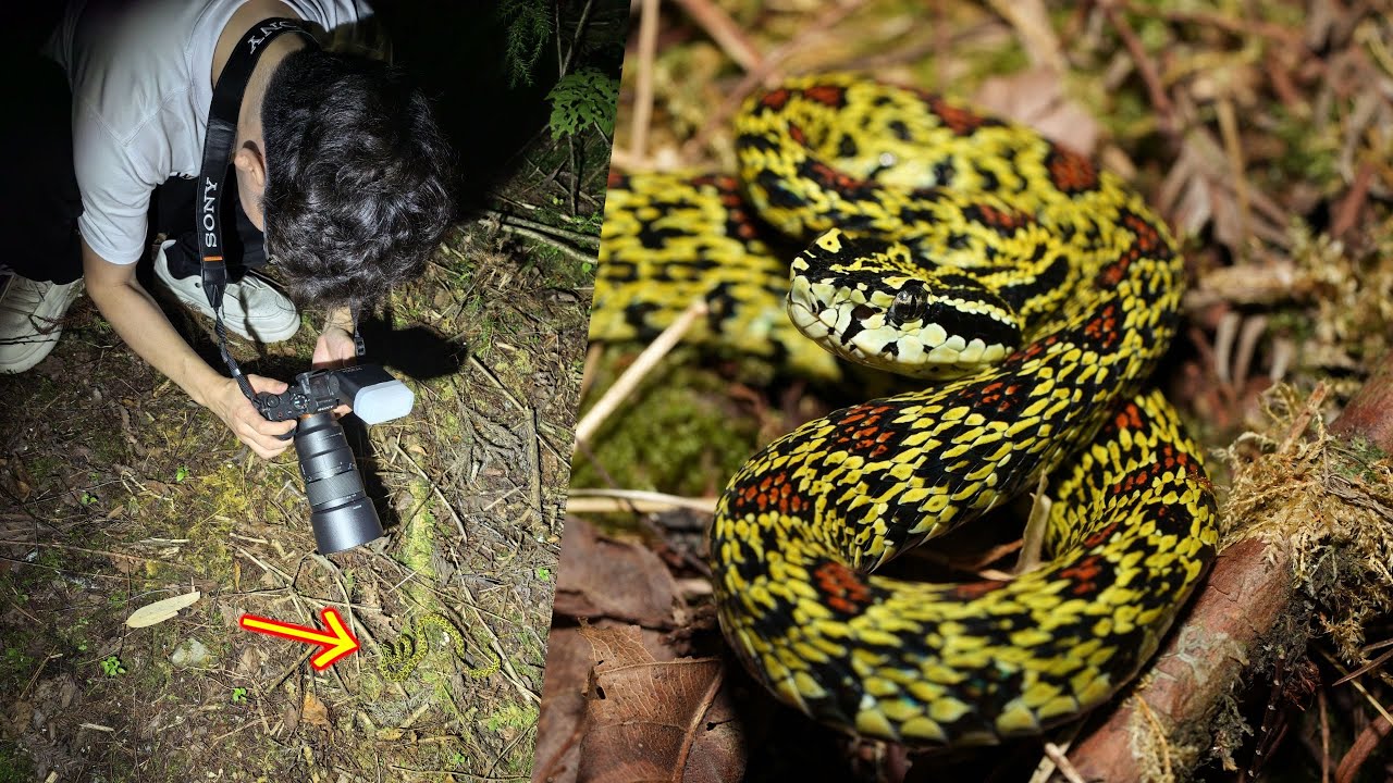 4K | 龙雅偶遇高颜值毒蛇？菜花原矛头蝮太漂亮了！【世界记忆大师龙雅】