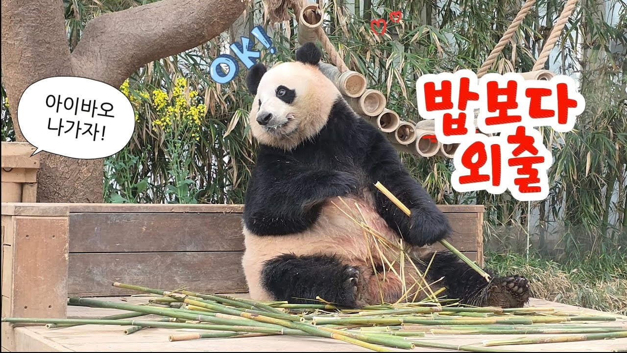2026.03.12. 아이바오의 하루 
