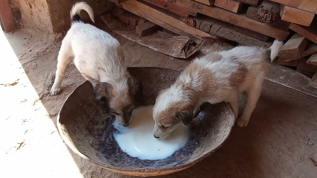 @Amhi_dudhautpadak_shetkari @pankajvaskel 