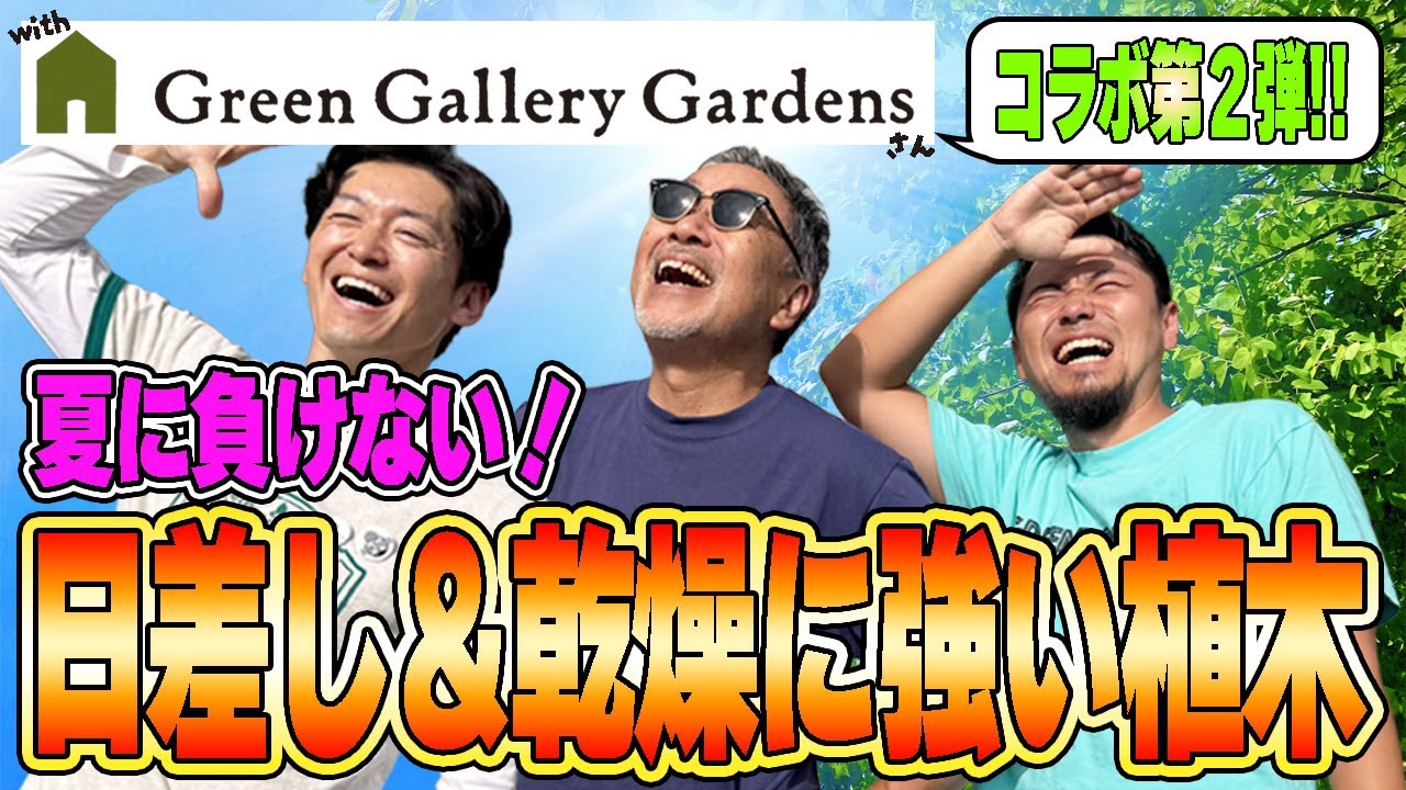 【日差しを遮る】暑さ＆乾燥に負けない植木を植木とお庭のプロ３人で吟味しました【GGGさんコラボ第２弾】