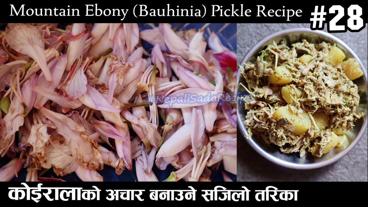 कोइरालो को अचार बनाउने तरिका | How to Make Koirala Ko Achar Banaune Tarika