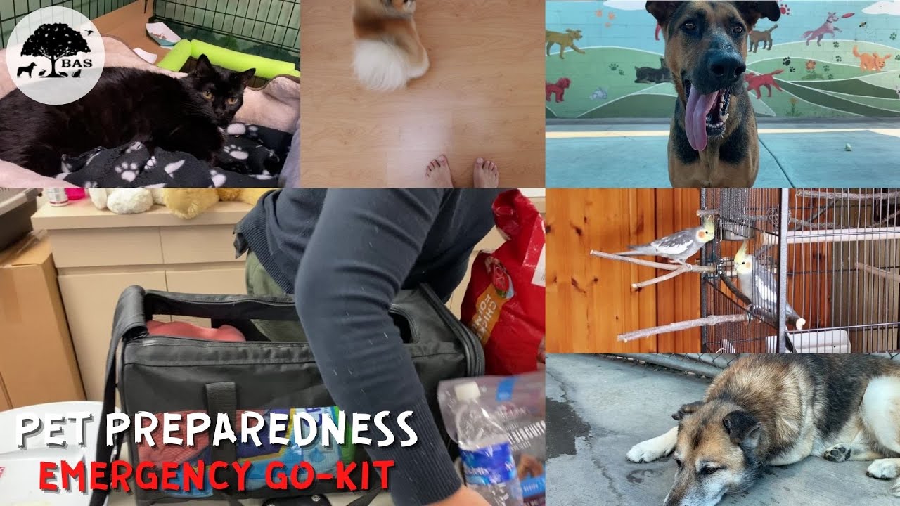 Pet Preparedness - Emergency Go-Kits