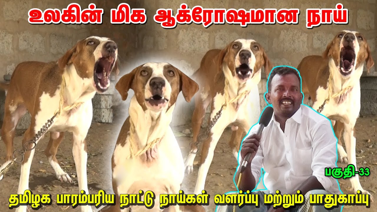 Mandai Dog | உலகின் மிக ஆக்ரோஷமான நாய் | Indian Dog Breed