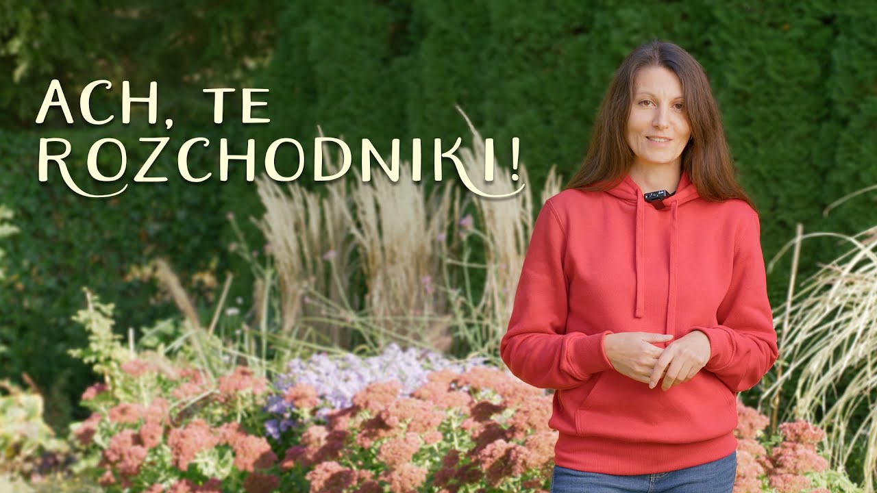 Ach, te rozchodniki! Uprawa rozchodników okazałych.