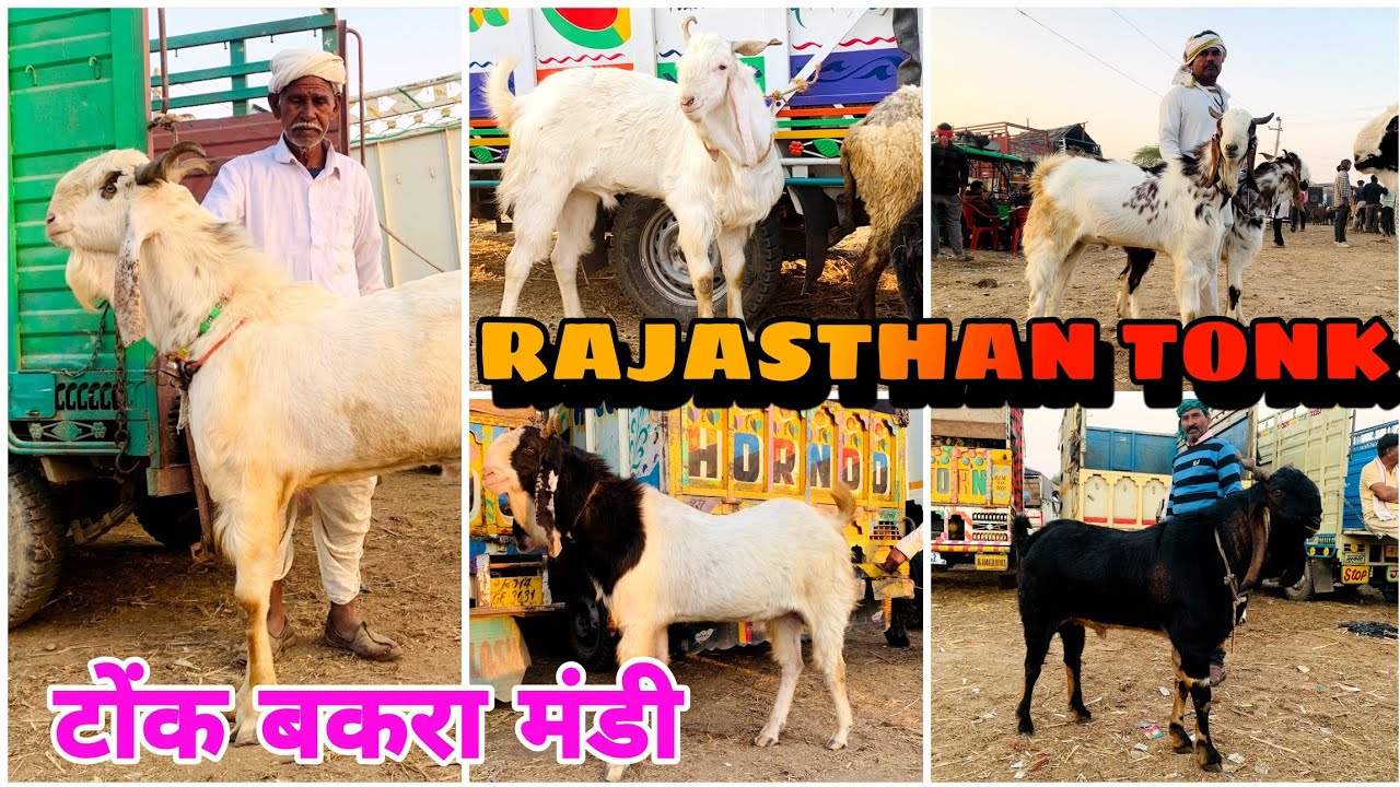 RAJASTHAN BAKRA MANDI TONK GOAT MARKET FULL UPDATE 26,3,2025 #tonkbakramandi @Bakrokadeewana