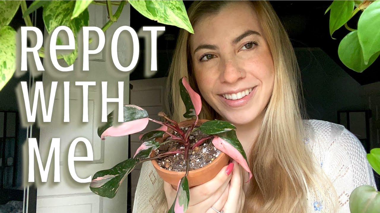 Chatty Repot with Me | Repot philodendron gloriosum, pink princess & syngonium albo + life updates