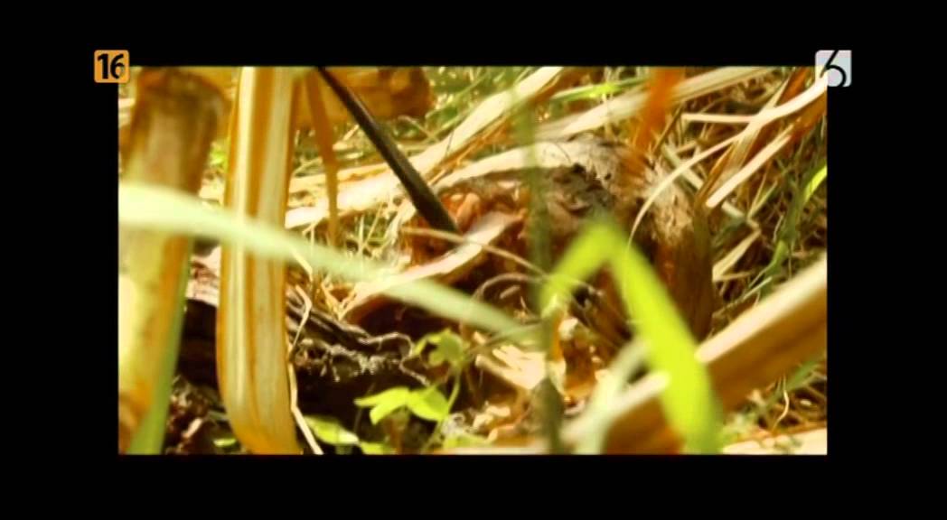 Zbrodnie Kt&oacute;re Wstrząsnęły Ameryką Łacińską - Potw&oacute;r Z Plantacji Trzciny