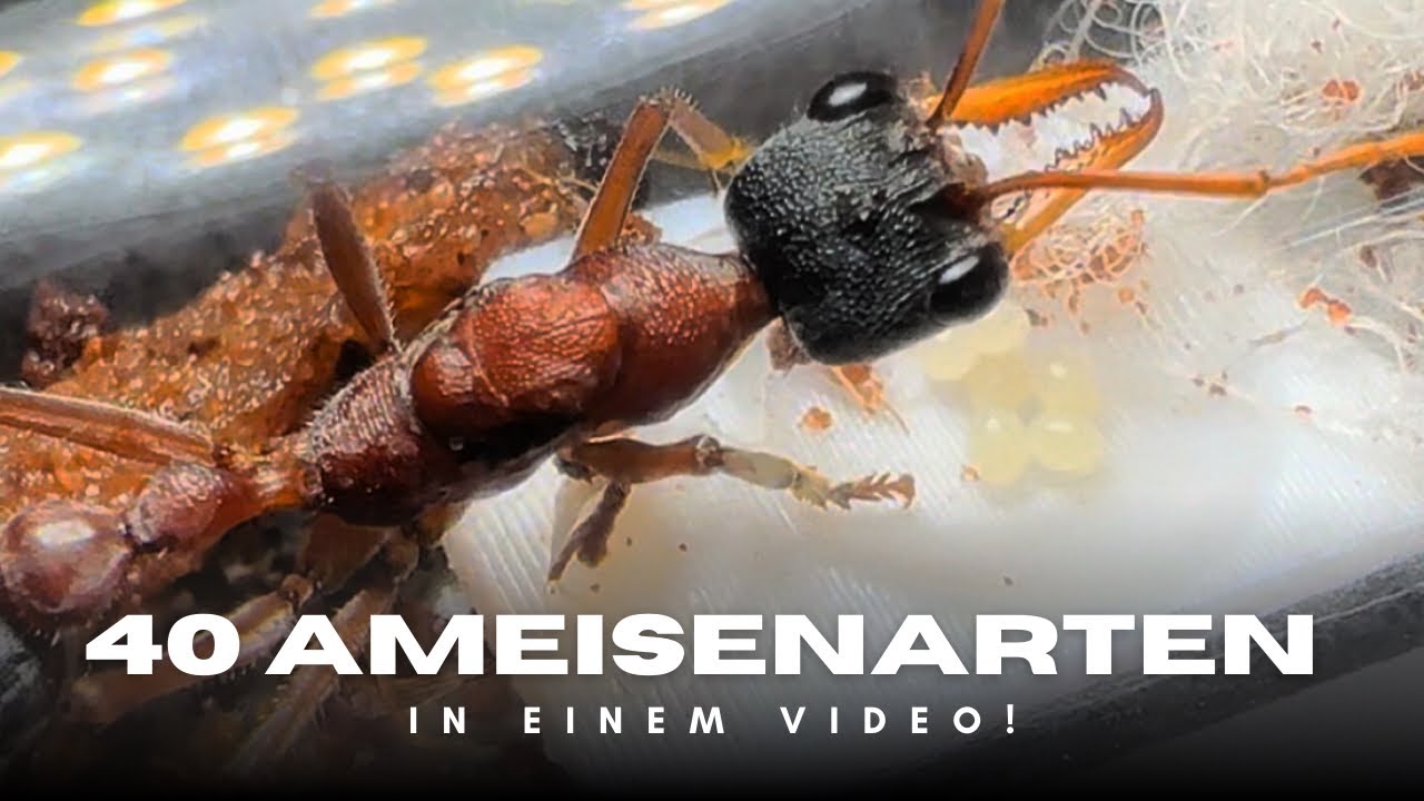 40 faszinierende Ameisenarten in einem Video!