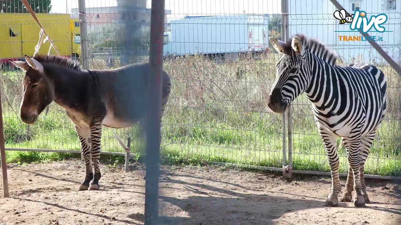Circo bloccato in città