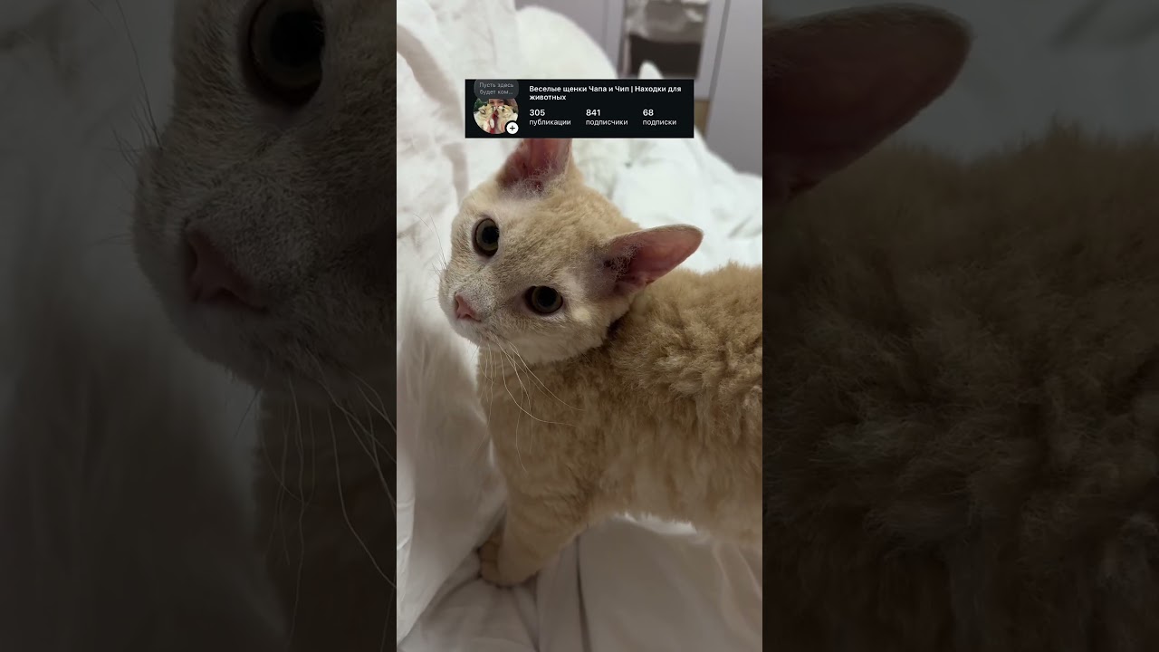 Арт вб на воск для лапок: WW320132 Использую всегда после стрижки когтей и мытья 💕