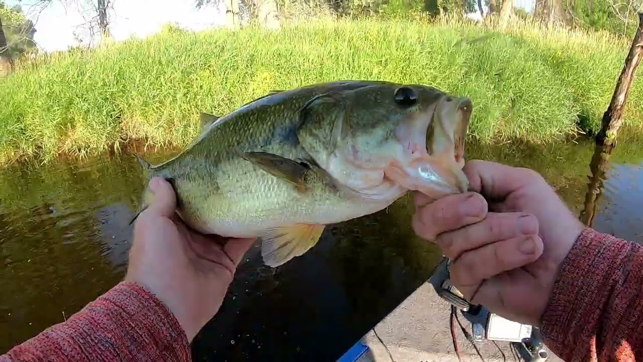 Top 2 Bass Baits for Mississippi River Largemouth |  How to find Mississippi River Largemouth Bass