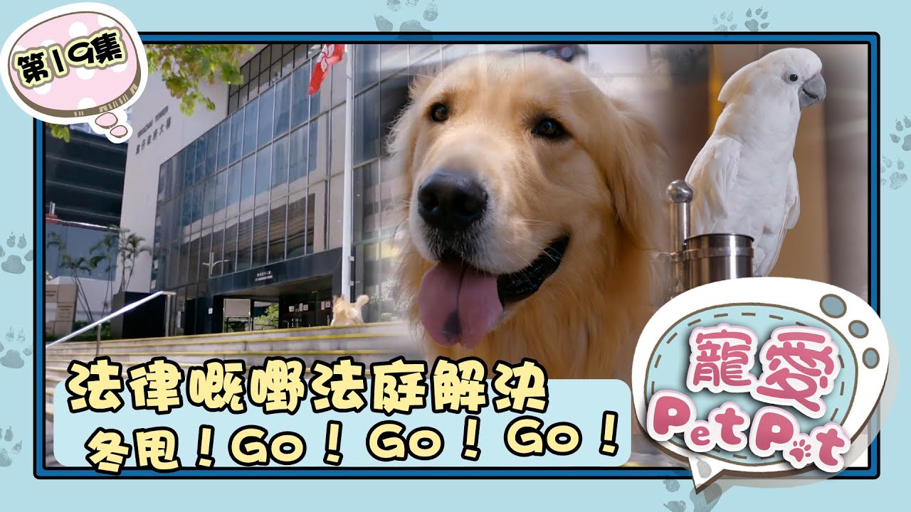 寵愛Pet Pet ｜第19集加長版精華｜法律嘅嘢法庭解決 冬甩！go go go！  繁／簡／英字幕｜周嘉洛｜林夏薇｜寵物｜喜劇｜港劇｜電視劇