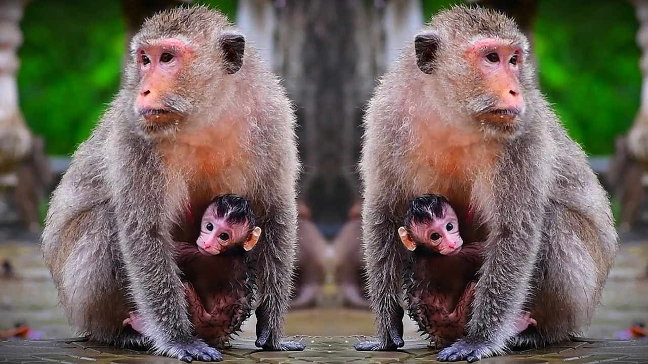 Adorable Wildlife 2026, Relaxing Sound With The Lovely Moments Of Mommy's Care