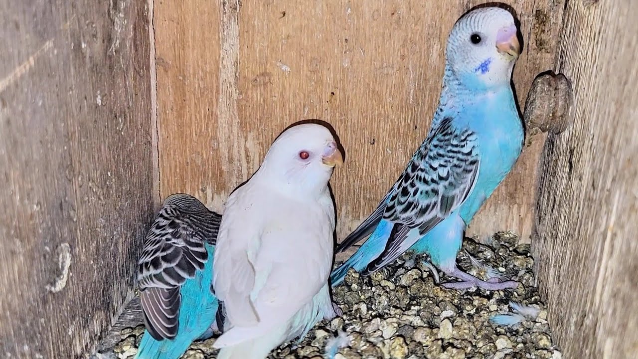 Budgie chicks 😍 | budgie breeding