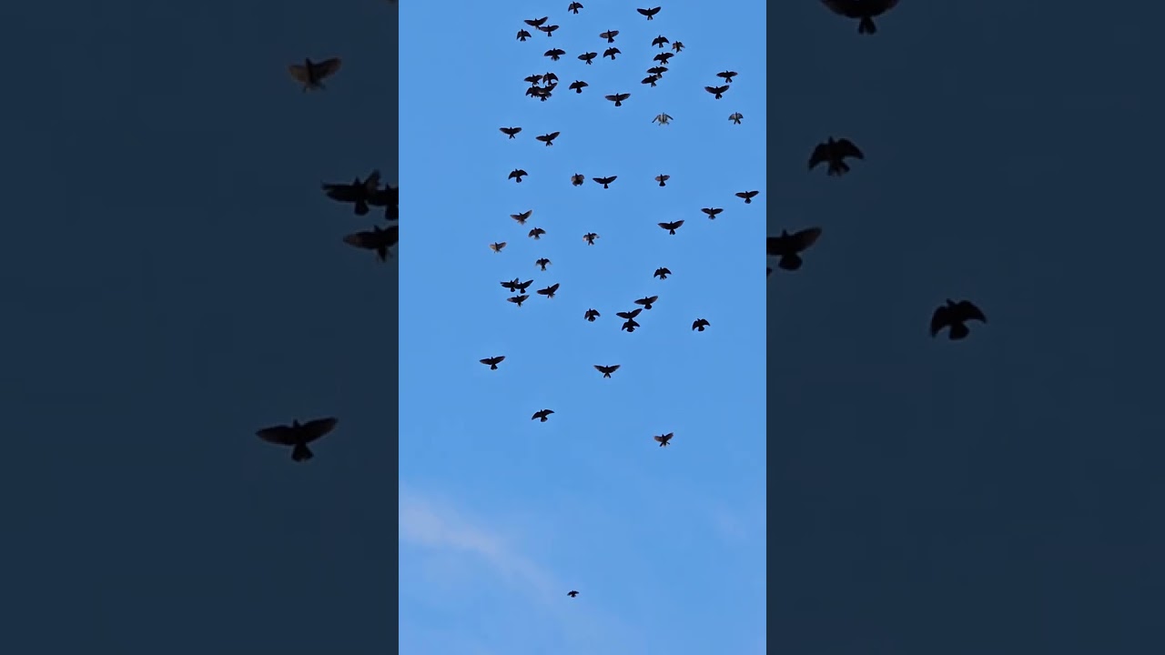 коли побачимо 