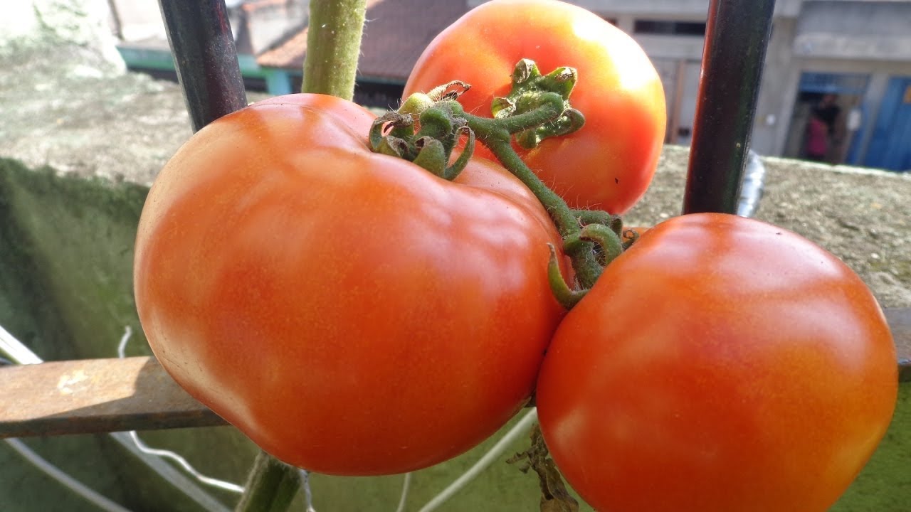 7 DICAS para PLANTAR TOMATES em vaso SEM VENENO!