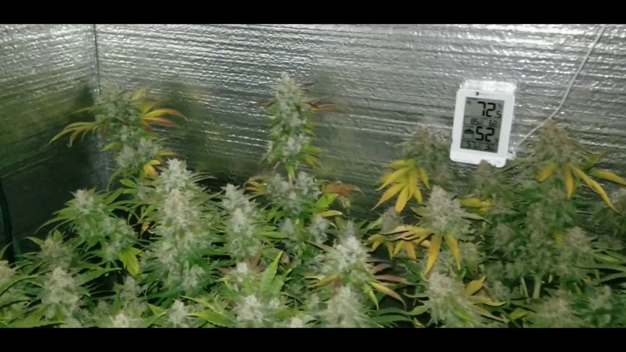 Autoflower update: 1 week from harvest, night shots.