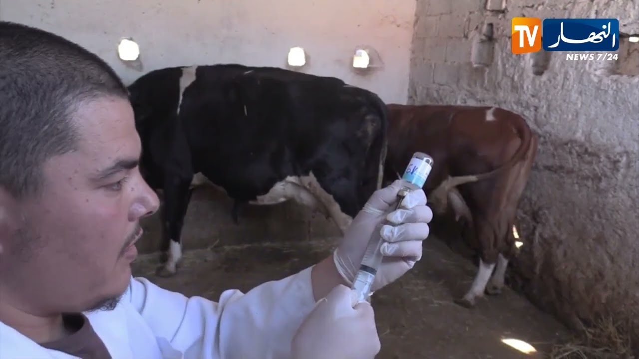 سطيف / انطلاق عملية تلقيح الأبقار ضد مرض الجلد العقدي المعدي