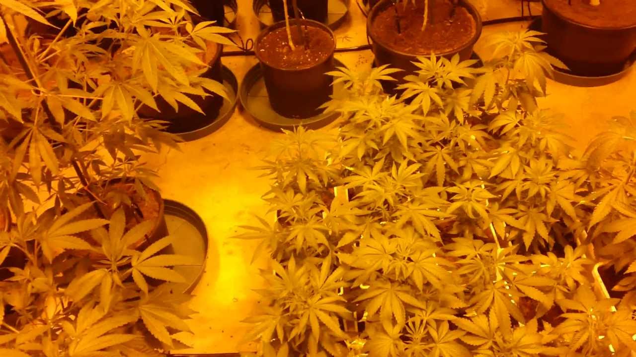 Seedling and Mother Room Update 8-21-11