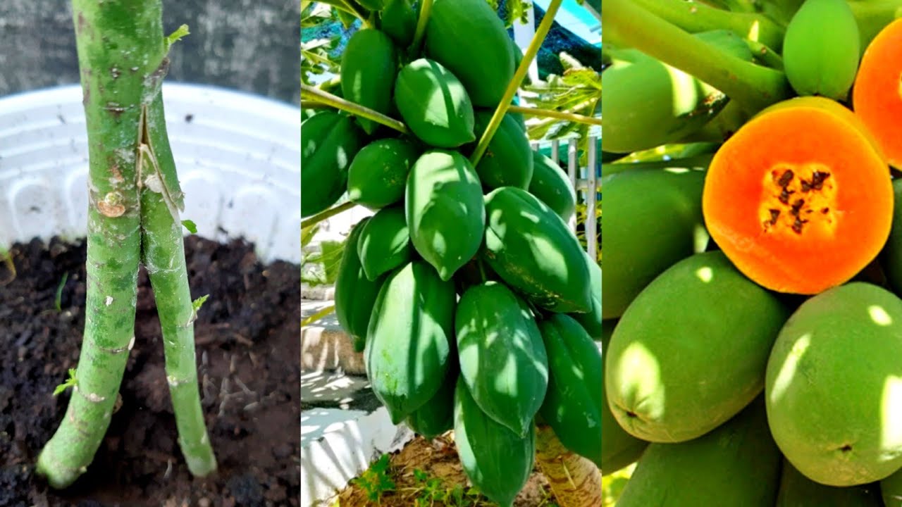 How to make super papaya