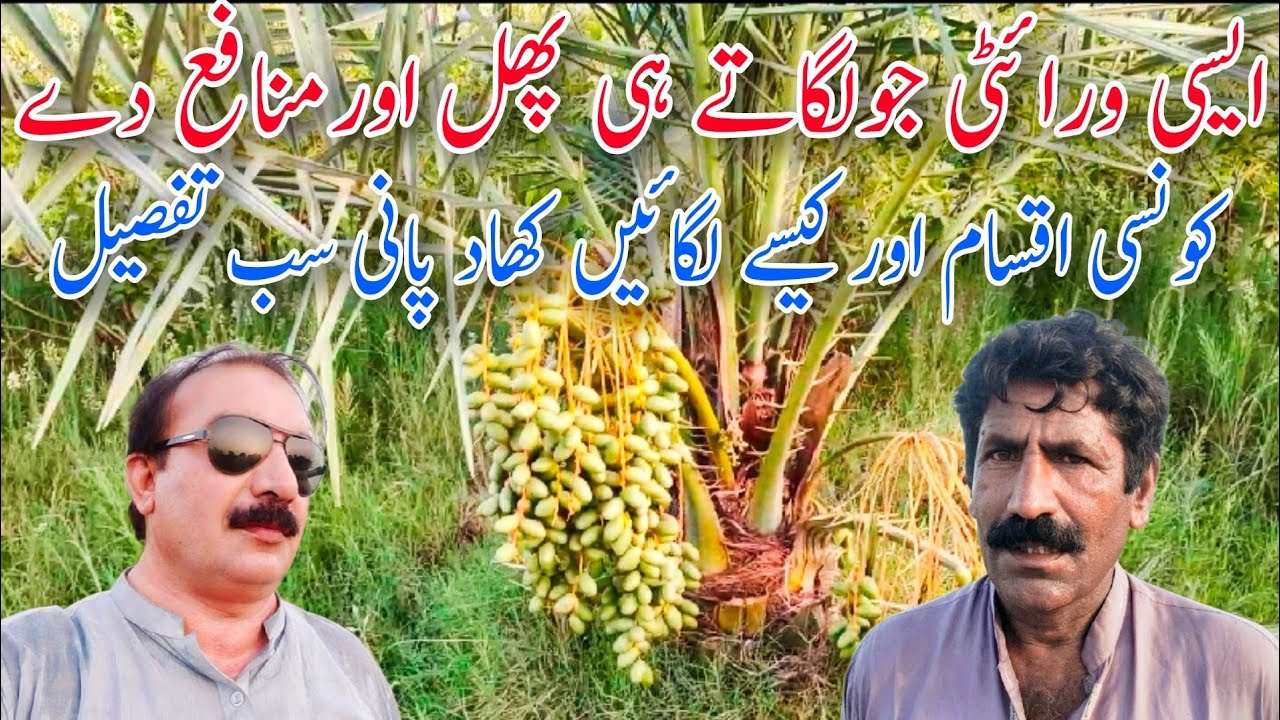 کھجورکی ایسی ورائٹی جولگاتے ہی پھل اورمنافع دے|کون سی اقسام لگائیں کھاد پانی سب تفصیل