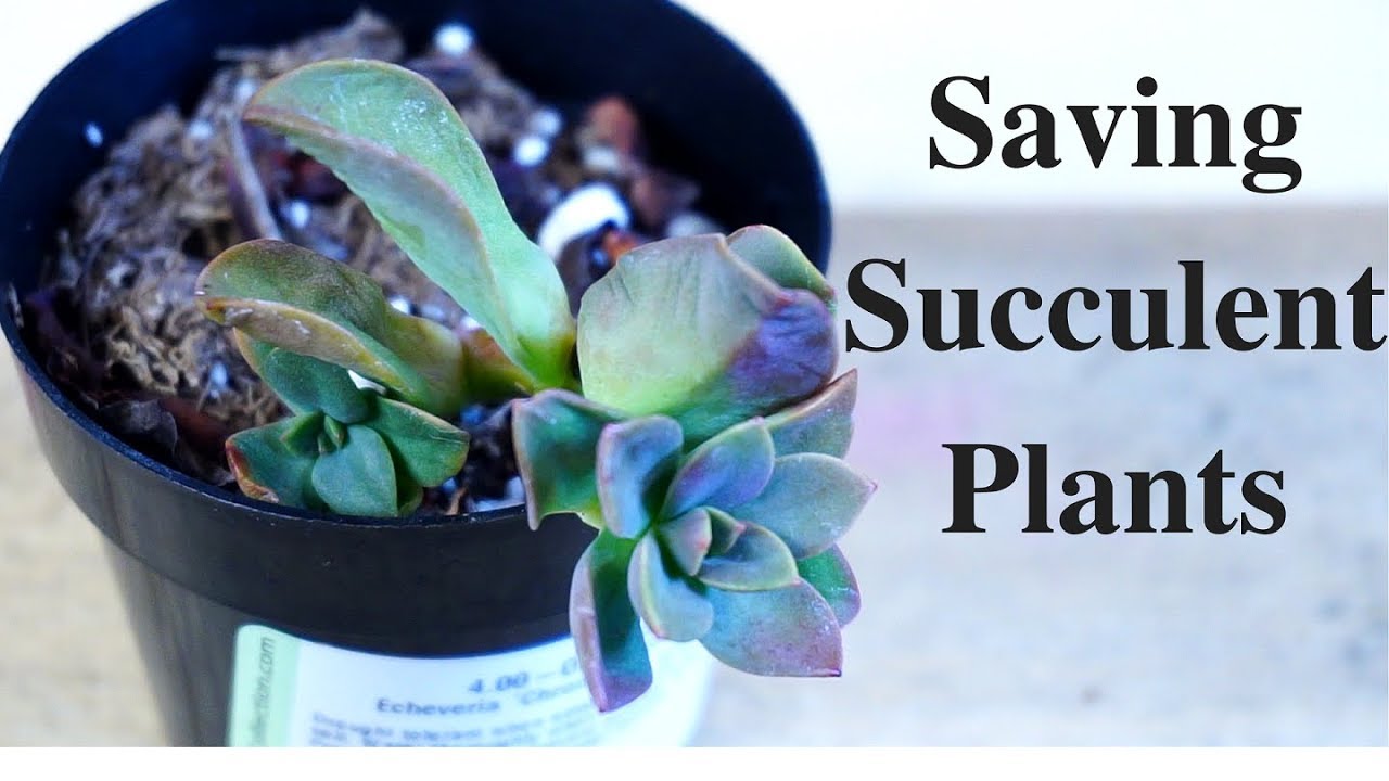 Saving Succulent Plants - Echeveria Chroma
