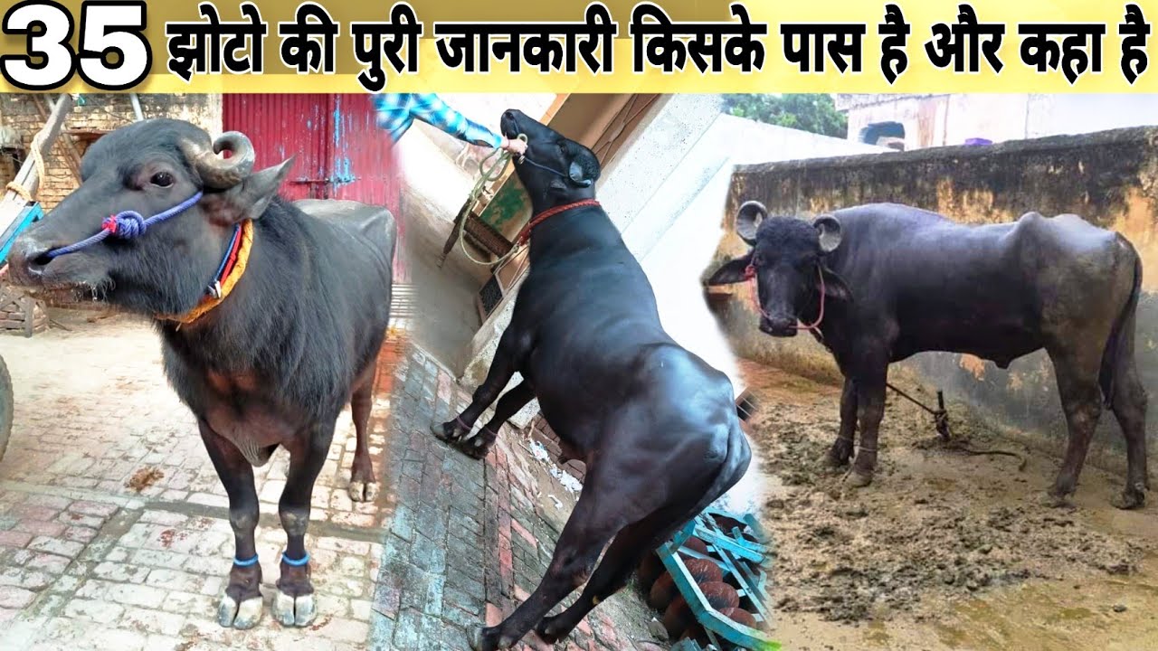 35 jhoto ki photo वाली video 💥 संपूर्ण जानकारी के साथ 💯  किसके पास है  💢 और कहां है #trending