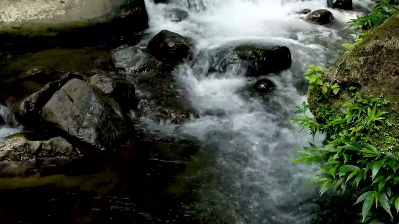 Forest Ambience | Birds Singing & Beautiful Stream Sounds for Peaceful Sleep,Deep Rest
