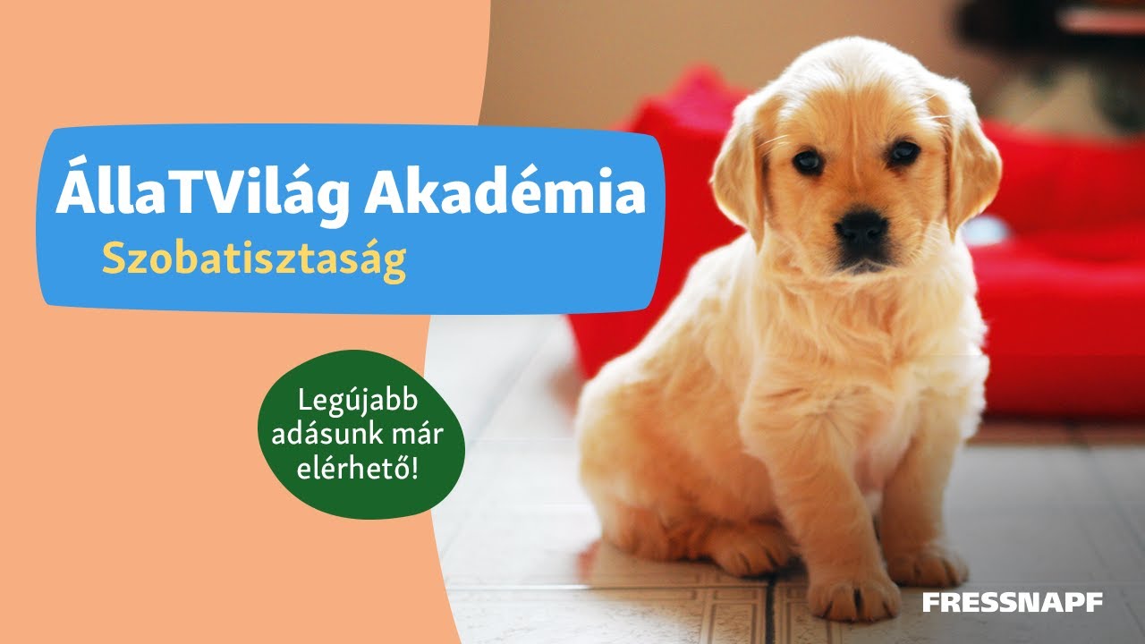 ÁllaTVilág Akadémia - Szobatisztaság