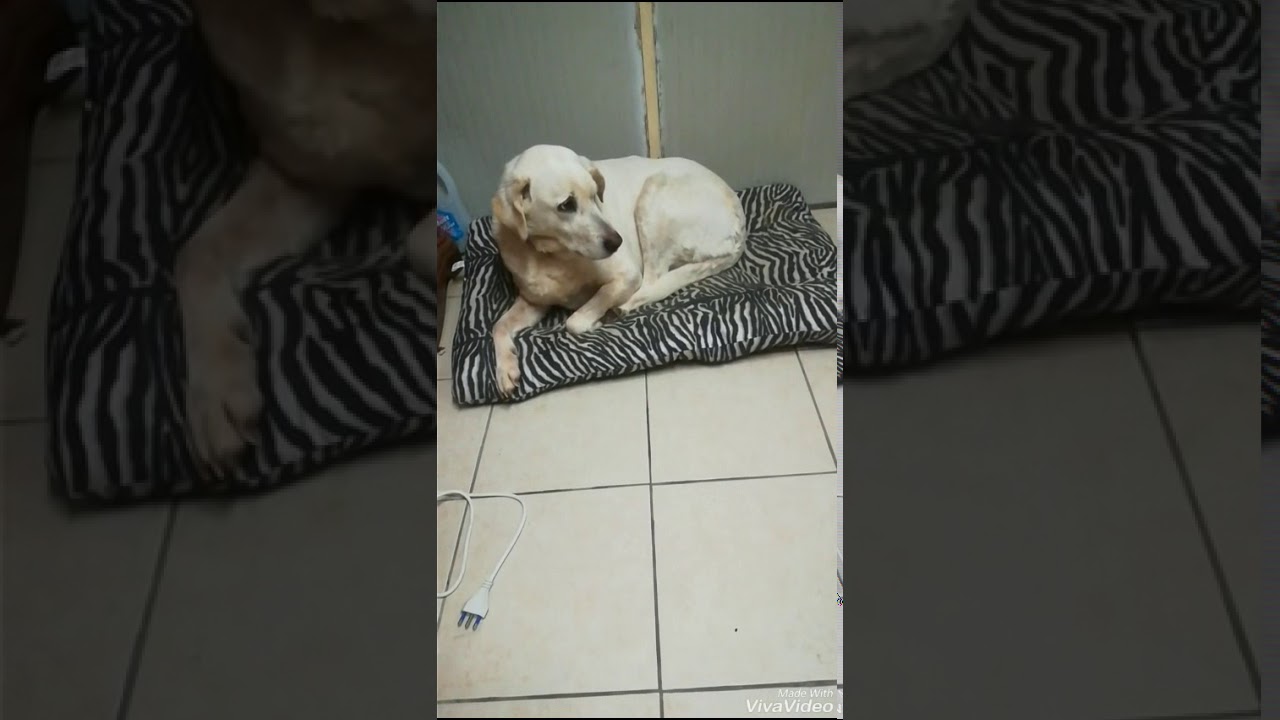 incrocio labrador pastore maremmano abruzzese